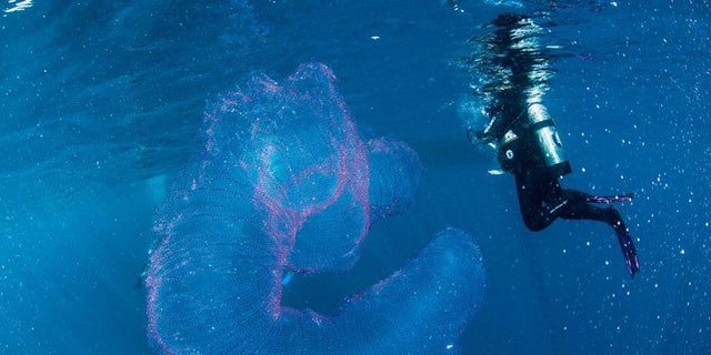 Mientras buceaba en Queensland, Australia, en 2018, Jay Wink, propietario y operador de ABC Scuba Diving Port Douglas, capturó esta imagen de lo que parecen ser cadenas de huevos de calamar unidos por material gelatinoso.