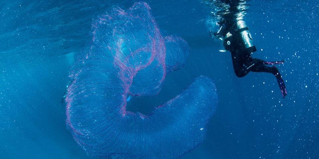 While diving off Queensland, Australia, in 2018, Jay Wink, owner and operator of Abc Scuba Diving Port Douglas, captured this image of what seems to be strings of squid eggs held together by a gelatinous material.