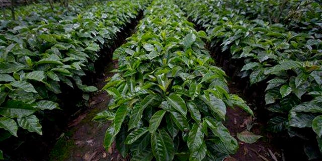 Sheppard says she used Roundup on her coffee farm for eight years.