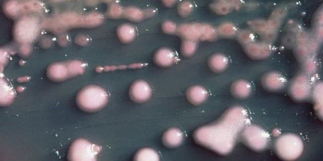 Klebsiella pneumoniae