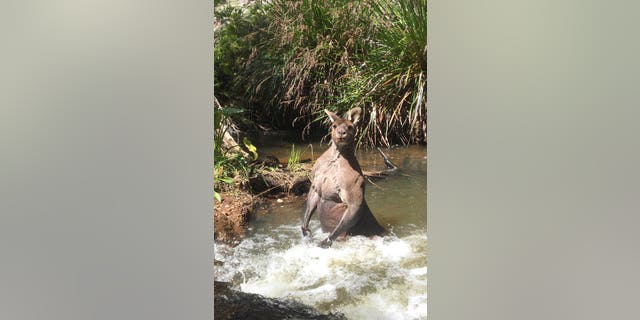 PIC FROM Jackson Vincent / Caters News - (PICTURED:Kangaroo in the creek watching Dharma) - This is the bizarre moment a gardener spotted a threatening bodybuilder 16st kangaroo bathing its bulging biceps in an Australian creek. Jackson Vincent snapped these astounding photographs of the huge roo tensing its rippling muscles in Boodjidup Creek in Margaret River, Western Australia, yesterday (TUES). The 27-year-old couldnt believe his eyes when he clocked the mammoth 6ft 5in mammal standing in the water and feared it could be preparing to attack beloved dog Dharma. SEE CATERS COPY
