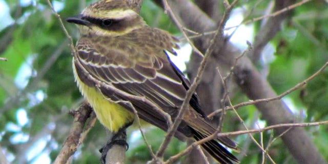 A piratic flycatcher in an undated photo provided by Scott Seltman.