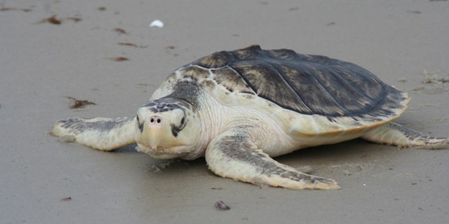 At least 19 Kemp's Ridley sea turtles -- the most endangered of the species -- have been found on the southwest Florida beaches.