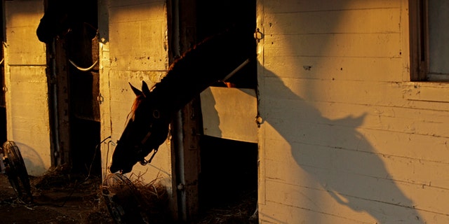 A horse is seen in it's stable as the sun rises at Churchill Downs Thursday, May 3, 2012, in Louisville, Ky. (AP Photo/Charlie Riedel)
