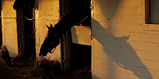 A horse is seen in it's stable as the sun rises at Churchill Downs Thursday, May 3, 2012, in Louisville, Ky. (AP Photo/Charlie Riedel)