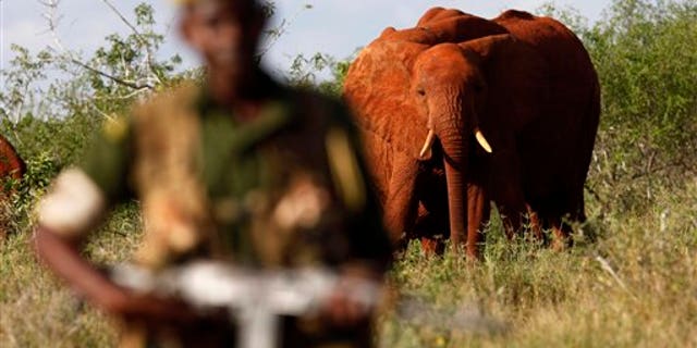 March 9, 2010: Kenya Wildlife Ranger Mohamed Kamanya is seen in front of a herd of elephants in the Tsavo East national park, Kenya.