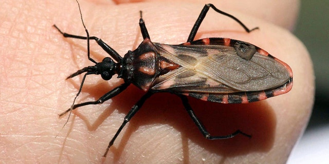 This bug, commonly known as a triatomine, spreads Chagas, a disease that originated in Latin America.