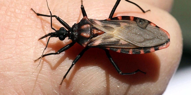 This bug, commonly known as a triatomine, spreads Chagas, a disease that originated in Latin America.
