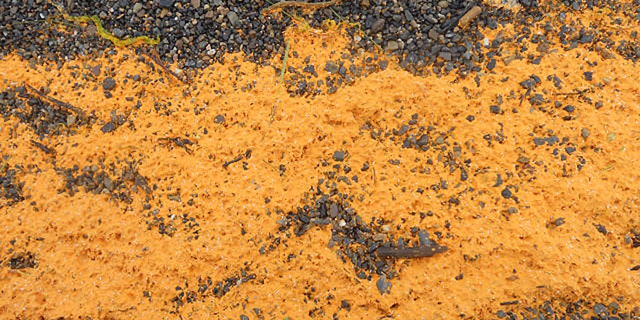 An orange colored substance that washed ashore in the village of Kivalina, Alaska, a village on the state’s northwest coast about 625 miles northwest of Anchorage, Alaska. The Coast Guard says the substance is not man-made and might be some type of algae. Further tests will be conducted.