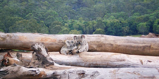 (Credit: World Wildlife Fund)