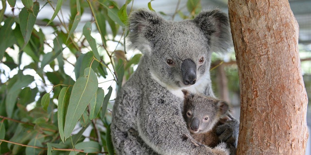 Lizzy and Phantom, the koala mum and joey who are currently being treated at the Australia Zoo Wildlife Hospital.