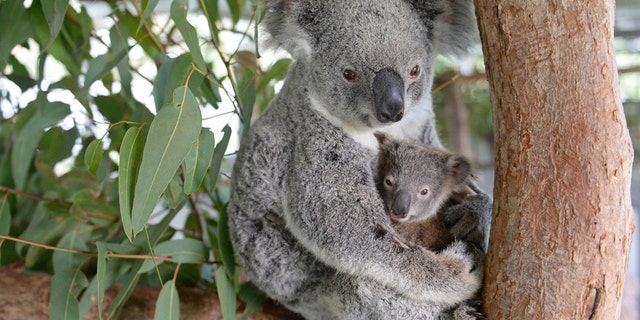 Lizzy and Phantom, the koala mum and joey who are currently being treated at the Australia Zoo Wildlife Hospital.