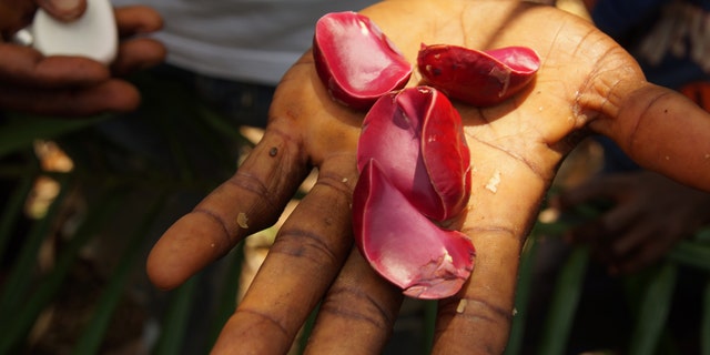 Kola nut seeds from a kola tree