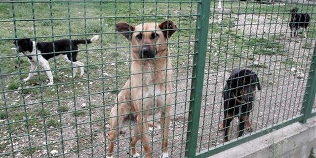 Kosovo Dog Culling