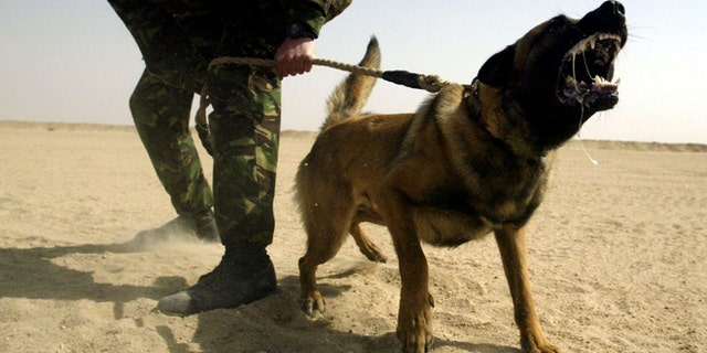 KUWAIT - MARCH 5: British soldier Corporal Ward from the Royal Army Veterinary Corps undergoes training with attack dog Khan, a German Shepherd, March 5, 2003 near Kuwait City, Kuwait. Uday al Ta'ae, a senior Iraqi Information Ministry official, said that his country has destroyed nine banned al Samoud missiles, making it a total of 28 rockets removed under UN weapons inspectors' supervision. (Photo by Ian Waldie/Getty Images)