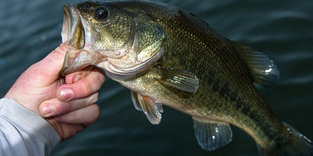Large Mouth Bass being released into lake.