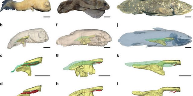 This image shows 3D reconstructions of the pulmonary complex of <i>Latimeria chalumnae</i> at different ontogenetic stages.