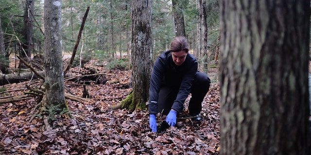 Investigator Laura Frizzo searches the woods in Michigan's Upper Peninsula.