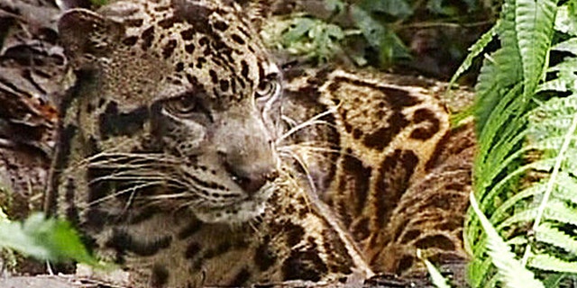 A Bornean clouded leopard in Indonesia.