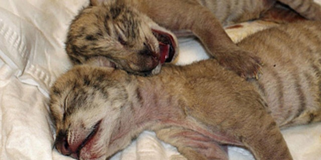 Zoo Keeper Breeds 'Liger' Cubs | Fox News Zoo Keeper Breeds 'Liger' Cubs | Fox News