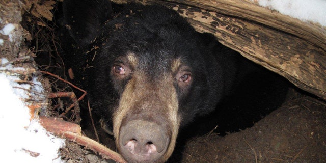 A black bear named Lily delivered a healthy cub on camera, the first time a bear giving birth has ever been recorded live in the wild.