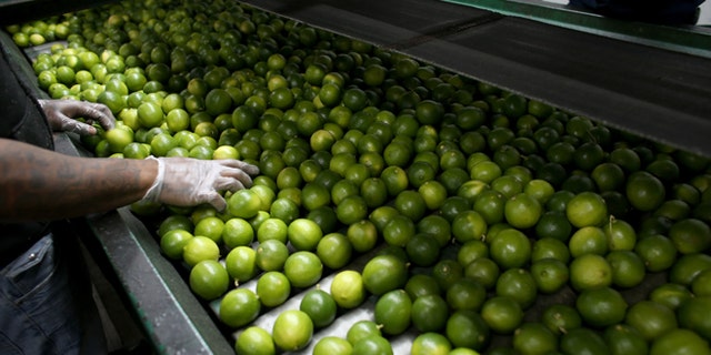 MIAMI, FL - MARCH 26: Dairoby Aldana sorts limes that have been imported from Columbia at SA Mex produce on March 26, 2014 in Miami, Florida. Samuel Rosales from the produce company said they hadn't received any lime imports from Mexico for the last three days as a tight supply in Mexico has driven up the availability as well as the prices for the citrus in the United States. (Photo by Joe Raedle/Getty Images)