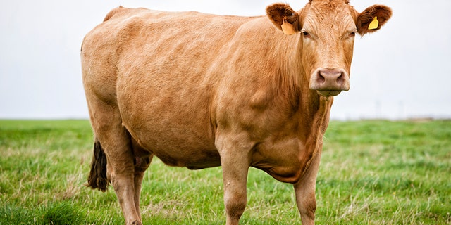 A fugitive cow escaped from a slaughterhouse, broke through a fence and swam to an island where she remained for a month, thwarting capture.