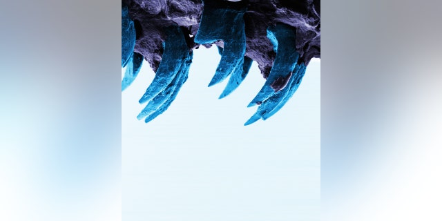 A microscopic view of limpet teeth.