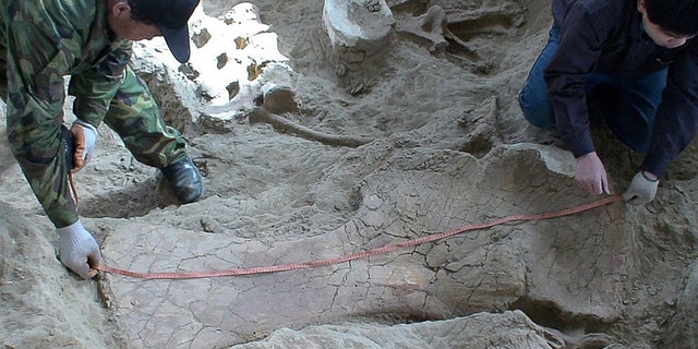 Two technicians measuring a large in situ shoulder bone of Lingwulong shenqi, a newly discovered dinosaur unearthed in northwestern China, appears in this image provided July 24, 2018.