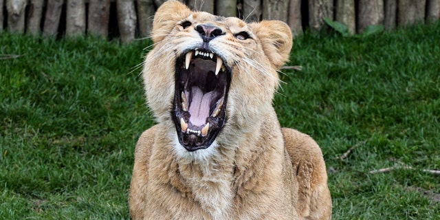 LONDON, ENGLAND - MARCH 16:  Female Asiatic lion Indi, 4, roars as she is fed at the new lion enclosure 'Land Of The Lions' at London Zoo on March 16, 2016 in London, England. The enclosure will be opened by the Queen and is modelled on the village Sasan Gir in Gujarat, India, where lions and villagers live side by side. It is five times the size of the previous enclosure and facilitates for a breeding group of endangered Asiatic lions, of which only several hundred remain in the wild.  (Photo by Chris Ratcliffe/Getty Images)