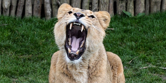 LONDON, ENGLAND - MARCH 16: Female Asiatic lion Indi, 4, roars as she is fed at the new lion enclosure 'Land Of The Lions' at London Zoo on March 16, 2016 in London, England. The enclosure will be opened by the Queen and is modelled on the village Sasan Gir in Gujarat, India, where lions and villagers live side by side. It is five times the size of the previous enclosure and facilitates for a breeding group of endangered Asiatic lions, of which only several hundred remain in the wild. (Photo by Chris Ratcliffe/Getty Images)