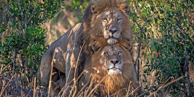 A wildlife photographer captured a stunning image of two male lions in Kenya's Masai Mara.