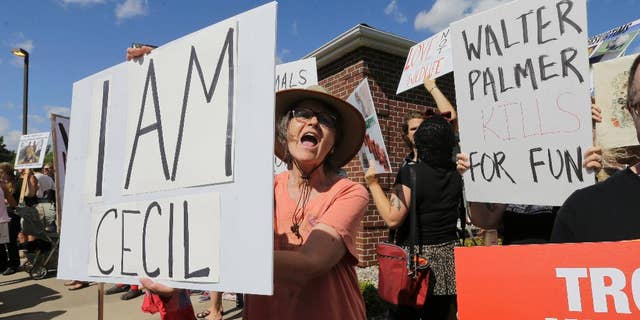 FILE- In this July 29, 2015, file photo, protestors gather outside Dr. Walter James Palmer's dental office in Bloomington, Minn. Palmer killed Cecil, a black-maned lion, just outside Hwange National Park in Zimbabwe. Palmer participated in an interview Sunday, Sept. 6, in which he disputed some accounts of the hunt, expressed agitation at the animosity directed at those close to him and said he would be back at work within days. (AP Photo/Ann Heisenfelt, File)