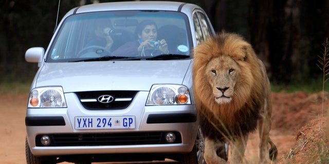 A male lion passes next to a vehicle with Argentinian supporters visiting the Lions Park near Johannesburg, June 10, 2010. REUTERS/Radu Sigheti (SOUTH AFRICA - Tags: IMAGES OF THE DAY ANIMALS SPORT SOCCER WORLD CUP) - RTR2EZJK