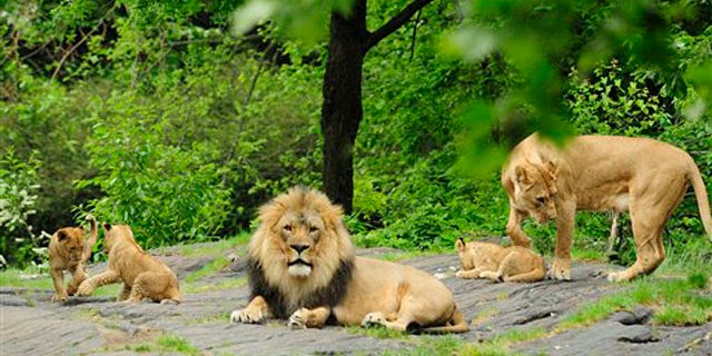 An African Lion couple and their three cubs are seen at the Bronx Zoo in New York.