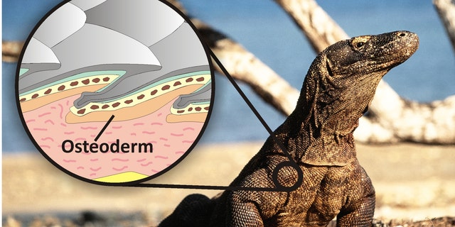 Komodo dragon and illustration showing how the osteoderm bone reinforces the scales and acts like body armor.