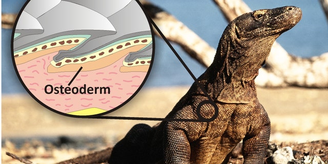 Komodo dragon and illustration showing how the osteoderm bone reinforces the scales and acts like body armor.