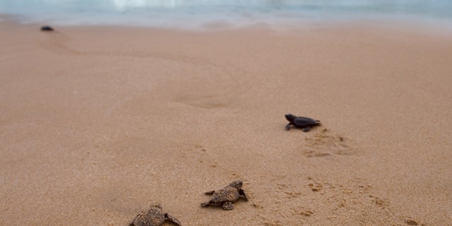 The loggerhead sea turtles were found in a water-filled wastebasket, officials said.