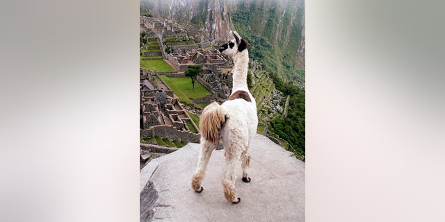 A llama overlooking Machu Picchu, Peru.