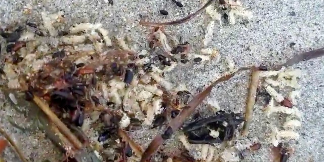 Thousands of maggots were spotted along the shore of Hampton Beach in New Hampshire in early September.