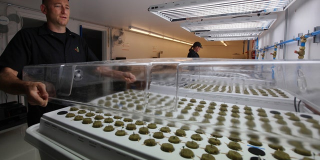 Sept. 24: Jonathan Hunt, a consultant from Denver-based consulting firm Monarch America, puts a cover over marijuana seedlings growing in the germinating facility on the Flandreau Santee Sioux Reservation in Flandreau, S.D.