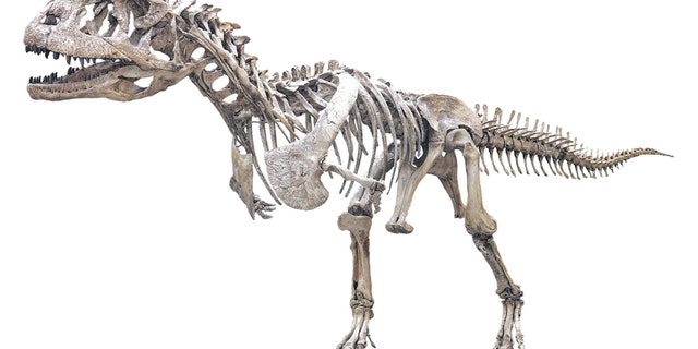 The fearsome <em>Majungasaurus crenatissimus</em> is one of the slowest growing dinosaurs of its kind on record.