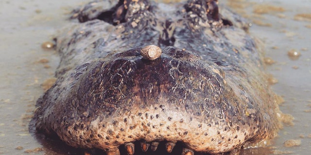 A 14-foot alligator named Tex poses with a class ring on his nose on August 3, 2018.