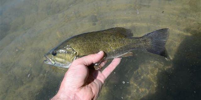 A new study found 85% of male smallmouth bass in the Northeast are undergoing a sex change.