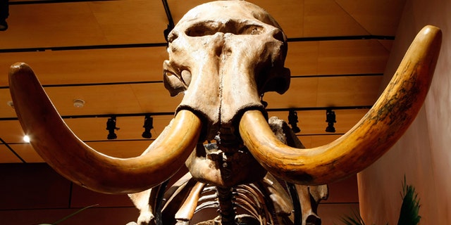 LAS VEGAS - SEPTEMBER 30: A woolly mammoth skeleton with 90 percent of its original bones is displayed at the Venetian Resort Hotel Casino September 30, 2009 in Las Vegas, Nevada. Auctioneers Bonhams & Butterfields hope the 11-foot tall fossil will fetch about USD 150,000-200,000 when it is auctioned off on October 3 at the Venetian as part of their Natural History auction. The centerpiece of the lot of 50 fossils being auctioned is a 66-million-year-old Tyrannosaurus rex skeleton dubbed "Samson." The 40-foot-long female dinosaur fossil, excavated in South Dakota in 1992, contains about 170 bones and is said to be the third most complete T. rex skeleton ever unearthed. Bonhams & Butterfields is hoping Samson will fetch more than USD 6 million at the auction. (Photo by Ethan Miller/Getty Images)