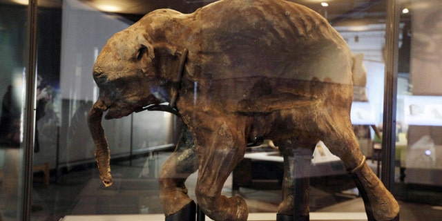 Lyuba, the most complete woolly mammoth specimen ever found, which scientists believe died in Siberia about 42,000 years ago.