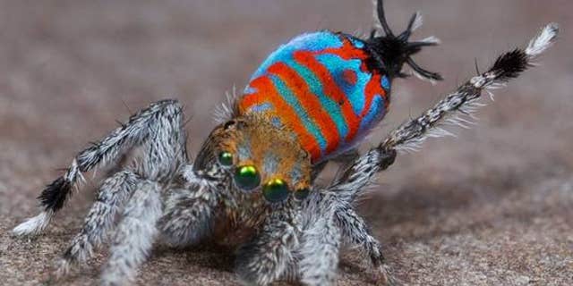 A male of the peacock spider species Maratus jactatus, which is nicknamed Sparklemuffin, lifts its leg as part of a mating dance.