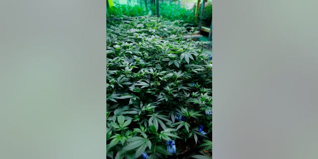 April 25, 2015 - FILE photo of marijuana plants in an operation for both medical and recreational marijuana in northeast Denver, Colorado. In an effort to reduce the cost of medical marijuana for citizens who suffer from chronic pain and other conditions, the Italian military has started a cannabis farm.