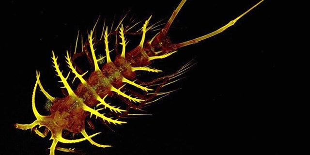 A new copepod, Ceratonotus steiningeri, was first discovered 5,400 meters deep in the Angola Basin in 2006. Within a year it was also collected in the southeastern Atlantic, as well as as in the central Pacific Ocean. Scientists inolved with the Census of Marine Life are puzzled about how this tiny animal achieved such widespread distribution as they are about how it avoided detection for so long.