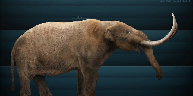 An artist's impression of the American Mastodon, an extinct creature that roamed North American about 3.7 million years ago.